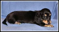 Carlie's Blk/Cream, a female Miniature Dachshund for sale in Mountain View, AR – 4 of 6