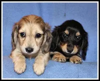 Carlie's Blk/Cream, a female Miniature Dachshund for sale in Mountain View, AR – 6 of 6
