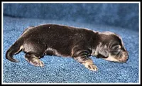 Carlie's Blk/Cream, a female Miniature Dachshund for sale in Mountain View, AR – Photo 3 of 8