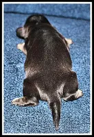 Carlie's Blk/Cream, a female Miniature Dachshund for sale in Mountain View, AR – Photo 4 of 8