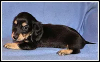 Carlie's Blk/Cream, a female Miniature Dachshund for sale in Mountain View, AR – 3 of 6
