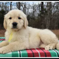 Amber Girl Yellow, a female Golden Retriever for sale in Mountain View, AR – Photo 5 of 10