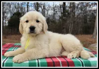 Amber Girl Yellow, a female Golden Retriever for sale in Mountain View, AR – Photo 5 of 10