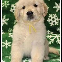 Amber Girl Yellow, a female Golden Retriever for sale in Mountain View, AR – Photo 9 of 10