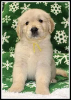 Amber Girl Yellow, a female Golden Retriever for sale in Mountain View, AR – Photo 9 of 10