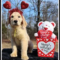 Amber Girl Yellow, a female Golden Retriever for sale in Mountain View, AR – Photo 3 of 10