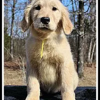 Amber Girl Yellow, a female Golden Retriever for sale in Mountain View, AR – Photo 1 of 10