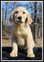 Amber Girl Yellow, a female Golden Retriever for sale in Mountain View, AR – Photo 1 of 10