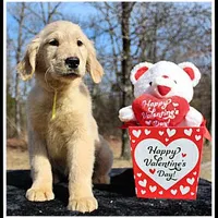 Amber Girl Yellow, a female Golden Retriever for sale in Mountain View, AR – Photo 2 of 10