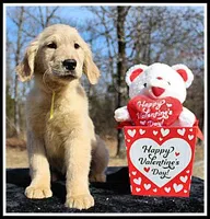 Amber Girl Yellow, a female Golden Retriever for sale in Mountain View, AR – Photo 2 of 10