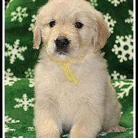 Amber Girl Yellow, a female Golden Retriever for sale in Mountain View, AR – Photo 8 of 10