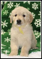 Amber Girl Yellow, a female Golden Retriever for sale in Mountain View, AR – Photo 8 of 10