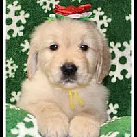 Amber Girl Yellow, a female Golden Retriever for sale in Mountain View, AR – Photo 7 of 10