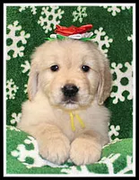 Amber Girl Yellow, a female Golden Retriever for sale in Mountain View, AR – Photo 7 of 10