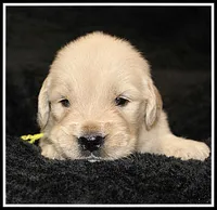 Amber Girl Yellow, a female Golden Retriever for sale in Mountain View, AR – Photo 10 of 10