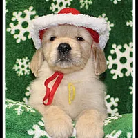 Amber Girl Yellow, a female Golden Retriever for sale in Mountain View, AR – Photo 6 of 10