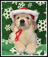 Amber Girl Yellow, a female Golden Retriever for sale in Mountain View, AR – Photo 6 of 10