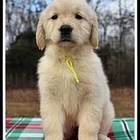 Amber Girl Yellow, a female Golden Retriever for sale in Mountain View, AR – Photo 4 of 10