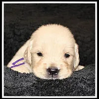 Amber Girl Purple, a female Golden Retriever for sale in Mountain View, AR – Photo 10 of 10