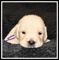 Amber Girl Purple, a female Golden Retriever for sale in Mountain View, AR – Photo 10 of 10
