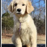 Amber Girl Purple, a female Golden Retriever for sale in Mountain View, AR – Photo 1 of 10