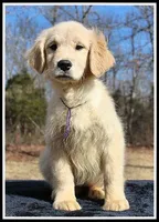 Amber Girl Purple, a female Golden Retriever for sale in Mountain View, AR – Photo 1 of 10