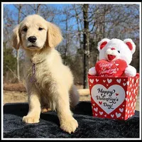 Amber Girl Purple, a female Golden Retriever for sale in Mountain View, AR – Photo 2 of 10