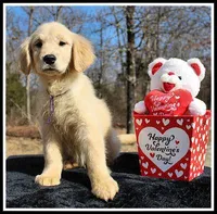 Amber Girl Purple, a female Golden Retriever for sale in Mountain View, AR – Photo 2 of 10