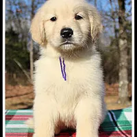 Amber Girl Purple, a female Golden Retriever for sale in Mountain View, AR – Photo 4 of 10