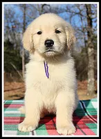 Amber Girl Purple, a female Golden Retriever for sale in Mountain View, AR – Photo 4 of 10