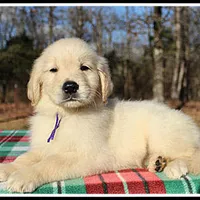 Amber Girl Purple, a female Golden Retriever for sale in Mountain View, AR – Photo 5 of 10