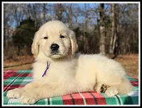 Amber Girl Purple, a female Golden Retriever for sale in Mountain View, AR – Photo 5 of 10