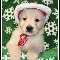 Amber Girl Purple, a female Golden Retriever for sale in Mountain View, AR – Photo 6 of 10