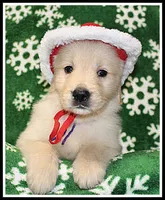 Amber Girl Purple, a female Golden Retriever for sale in Mountain View, AR – Photo 6 of 10