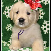 Amber Girl Purple, a female Golden Retriever for sale in Mountain View, AR – Photo 7 of 10