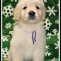 Amber Girl Purple, a female Golden Retriever for sale in Mountain View, AR – Photo 9 of 10