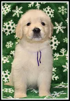 Amber Girl Purple, a female Golden Retriever for sale in Mountain View, AR – Photo 9 of 10
