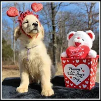 Amber Girl Purple, a female Golden Retriever for sale in Mountain View, AR – Photo 3 of 10