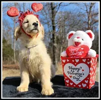 Amber Girl Purple, a female Golden Retriever for sale in Mountain View, AR – Photo 3 of 10