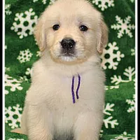 Amber Girl Purple, a female Golden Retriever for sale in Mountain View, AR – Photo 8 of 10