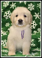 Amber Girl Purple, a female Golden Retriever for sale in Mountain View, AR – Photo 8 of 10
