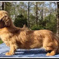 Lilly, a female Miniature Dachshund for sale in Mountain View, AR – Photo 4 of 7