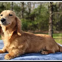 Lilly, a female Miniature Dachshund for sale in Mountain View, AR – Photo 6 of 7