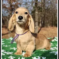 Lilly, a female Miniature Dachshund for sale in Mountain View, AR – Photo 7 of 7