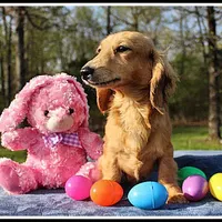 Lilly, a female Miniature Dachshund for sale in Mountain View, AR – Photo 2 of 7