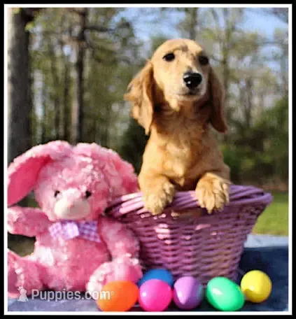 Lilly – Miniature Dachshund puppy for sale in Mountain View, AR