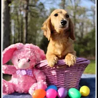 Lilly, a female Miniature Dachshund for sale in Mountain View, AR – Photo 1 of 7