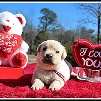 Angel's Yellow Female - Wine, a female Labrador Retriever for sale in Mountain View, AR – Photo 6 of 10