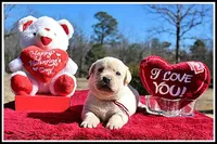 Angel's Yellow Female - Wine, a female Labrador Retriever for sale in Mountain View, AR – Photo 6 of 10