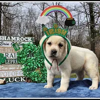 Angel's Yellow Female - Wine, a female Labrador Retriever for sale in Mountain View, AR – Photo 2 of 10
